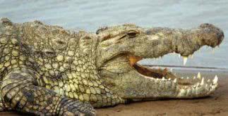 Sonhar com crocodilo